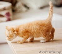 Котятки мурчалки в добрые руки - Изображение #1, Объявление #1570218