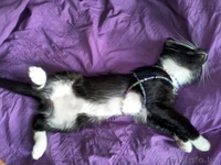 Котеночка черно-белого окраса в дар - Изображение #3, Объявление #1578467