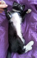 Котеночка черно-белого окраса в дар - Изображение #1, Объявление #1578467