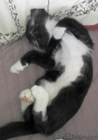 Котеночка черно-белого окраса в дар - Изображение #2, Объявление #1578467