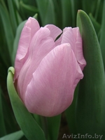 Тюльпан оптом к 8 марта  . - Изображение #1, Объявление #1596326