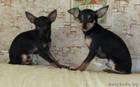 Мальчики той-терьера - Изображение #1, Объявление #1614634