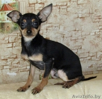 Мальчики той-терьера - Изображение #2, Объявление #1614634