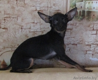 Мальчики той-терьера - Изображение #3, Объявление #1614634