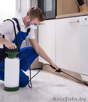Дезинсекция (удаление насекомых)  - Изображение #2, Объявление #1614183