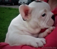 Мальчик французского бульдога  - Изображение #2, Объявление #1622559