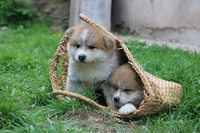 Милые щеночки Акиты-ину производство ЧЕМПИОНОВ - Изображение #1, Объявление #1630746