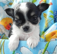 Щенки чихуахуа длинношерстные - Изображение #5, Объявление #1634683