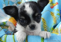 Щенки чихуахуа длинношерстные - Изображение #1, Объявление #1634683