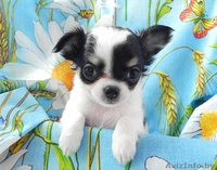 Щенки чихуахуа длинношерстные - Изображение #4, Объявление #1634683