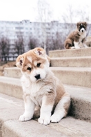 Щенки Среднеазиатской Овчарки, САО - Изображение #2, Объявление #1651724