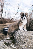 Щенки Среднеазиатской Овчарки, САО - Изображение #3, Объявление #1651724