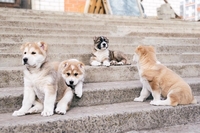 Щенки Среднеазиатской Овчарки, САО - Изображение #4, Объявление #1651724