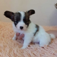 Щенки папийона  - Изображение #2, Объявление #1680662