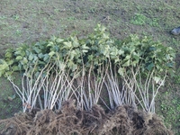 Cаженцы смородины черной 2-летние оптом - Изображение #1, Объявление #953873