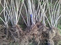 Cаженцы смородины черной 2-летние оптом - Изображение #2, Объявление #953873