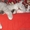 Котёнок британской короткошерстной породы - Изображение #3, Объявление #25636