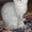 Котёнок британской короткошерстной породы #25636
