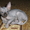 Котята канадский сфинкс - Изображение #2, Объявление #28343