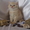 Шотландские вислоухие котята (скоттиш фолд и страйт) - Изображение #4, Объявление #259697