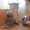 Шотландские вислоухие котята (скоттиш фолд и страйт) - Изображение #7, Объявление #259697