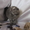Шотландские вислоухие котята (скоттиш фолд и страйт) - Изображение #2, Объявление #259697
