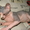 Продам котенка канадского сфинкса - Изображение #1, Объявление #344157