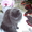 Очень редкие котята породы Нибелунг - Изображение #1, Объявление #657372