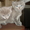 Очень редкие котята породы Нибелунг - Изображение #2, Объявление #657372