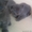 Шотландские котята, плюшевая шерсть, голубой окрас, приучены к лотку. - Изображение #1, Объявление #688164