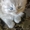 Шотландские котята,  плюшевая шерсть,  голубой окрас,  приучены к лотку. #688164