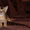 Абиссинские котята - озорные малыши - Изображение #1, Объявление #768299