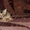 Абиссинские котята - озорные малыши #768299