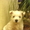 щенок - вест хайленд уайт терьера(белого терьера) - Изображение #3, Объявление #780803