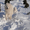 кобель самоедской собаки предлогается для вязок - Изображение #2, Объявление #821887
