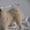кобель самоедской собаки предлогается для вязок - Изображение #1, Объявление #821887