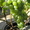 продажа саженцев винограда - Изображение #7, Объявление #41005