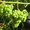продажа саженцев винограда - Изображение #6, Объявление #41005