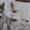 сибирский хаски - чудесные щенки - Изображение #1, Объявление #873677