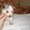 сибирский хаски - чудесные щенки - Изображение #2, Объявление #873677