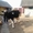 Продается молочная корова!!! - Изображение #2, Объявление #894447
