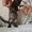 Котенок мраморного окраса в добрые руки! - Изображение #2, Объявление #938058