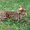 Бенгальский кот  на вязку #966319