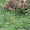 Бенгальский кот приглашает на вязку минск