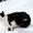 кошка и коты в дар - Изображение #5, Объявление #1039918