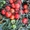 Продам экологические помидоры с дачного участка