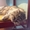 Персидский серый дымчатый кот ищет самых лучших и любящих хозяев #1167353