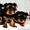 Продам щенков йоркширских терьеров  - Изображение #3, Объявление #1164451