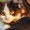 Самая пушистая маленькая кошка в дар - Изображение #1, Объявление #1469023