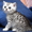 Британские котята Могилев - Изображение #1, Объявление #1524883